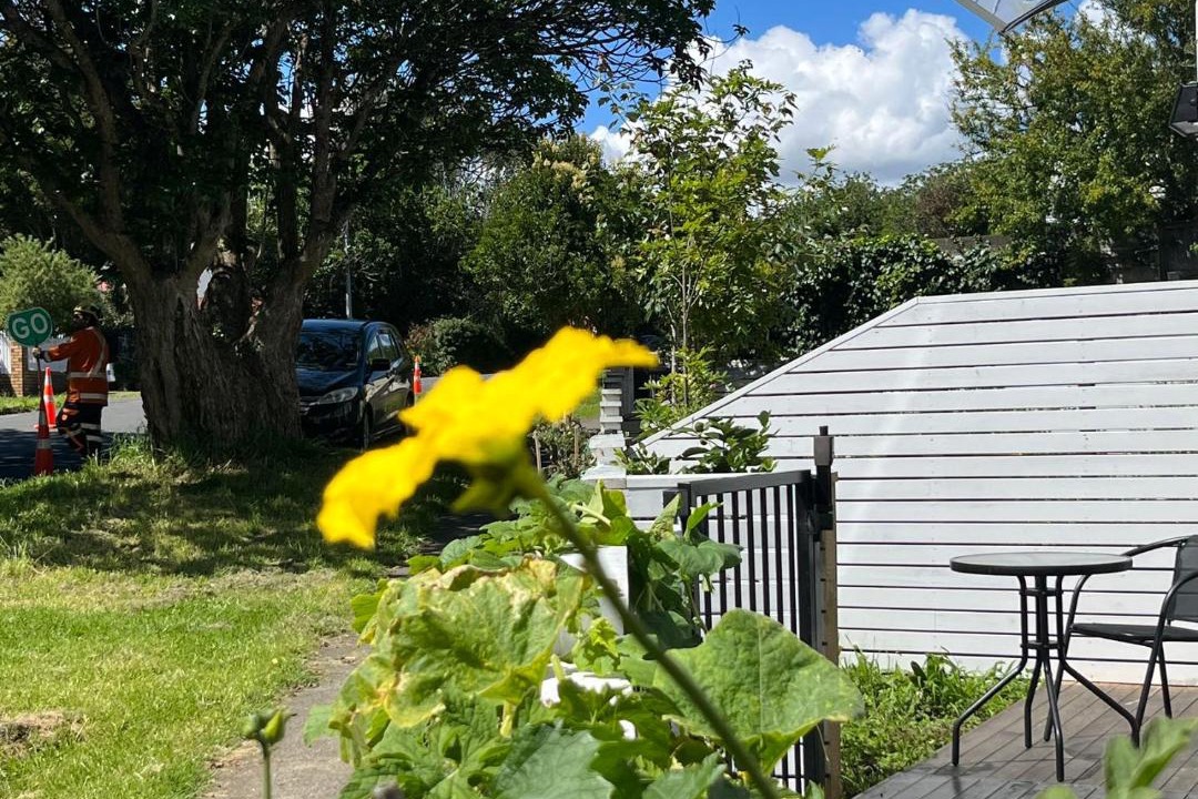 Photo of Others in Greenlane - Ellerslie