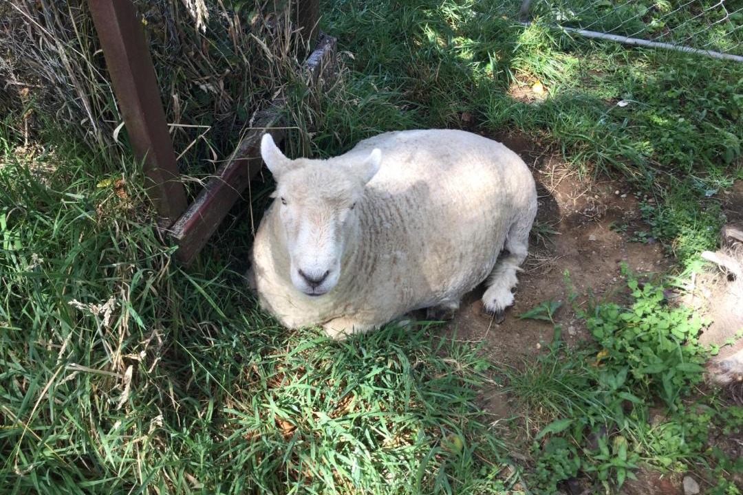 Photo of Others in Waihi