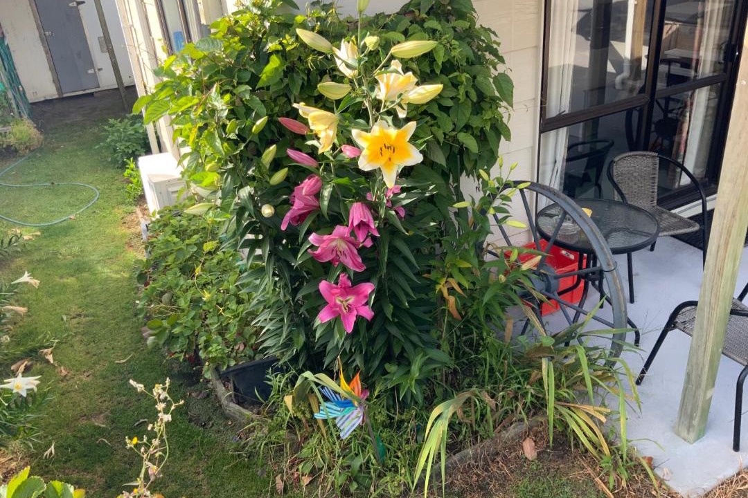 Photo of Others in Waihi