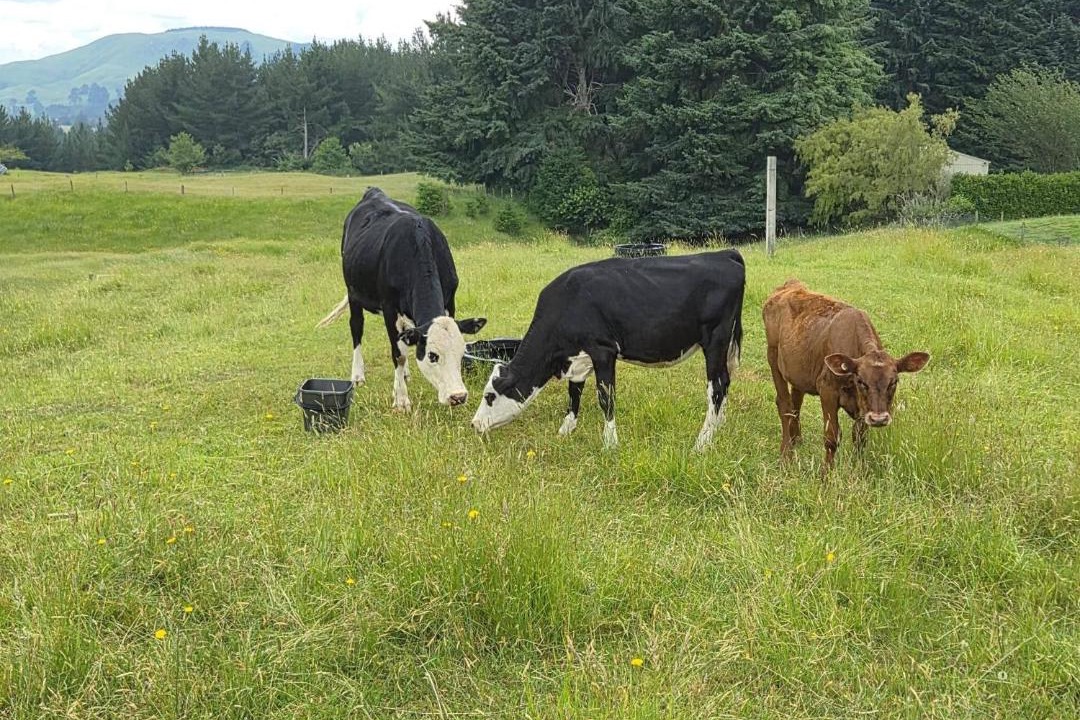 Photo of Others in Kinloch