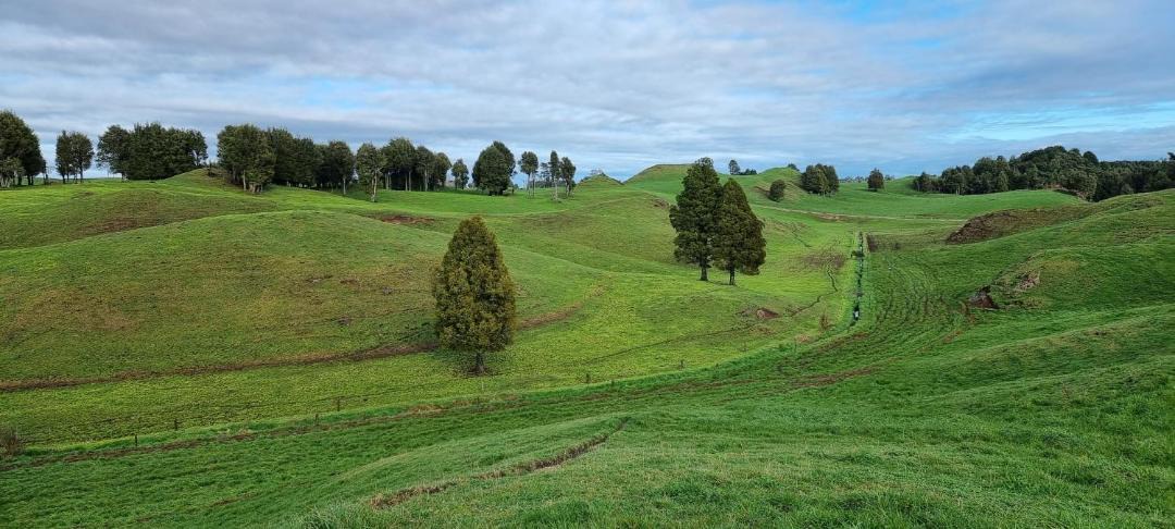 Photo of Others in Rotorua