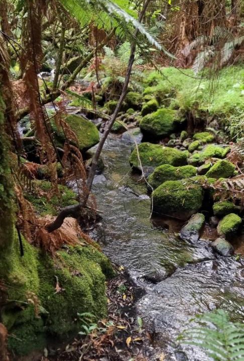Photo of Others in Rotorua