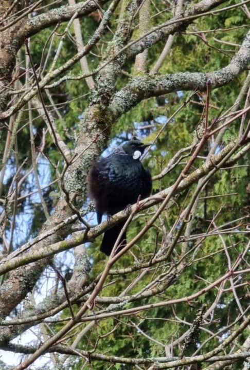 Photo of Others in Rotorua