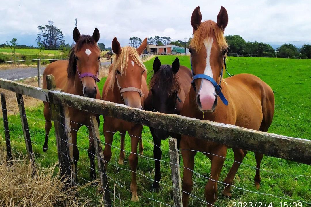 Photo of Others in Midhirst