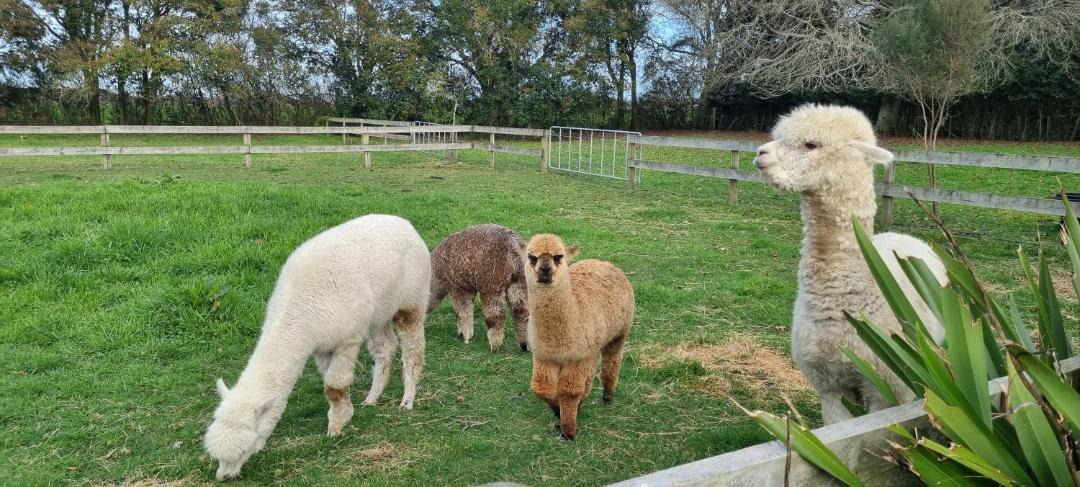 Photo of Others in Waikato District