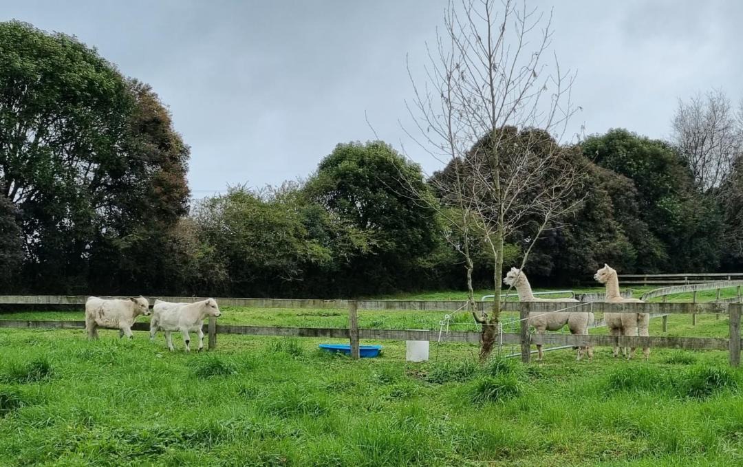 Photo of Others in Waikato District