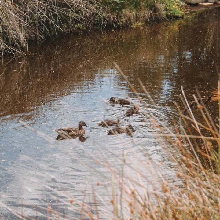 Photo of Others in Tasman