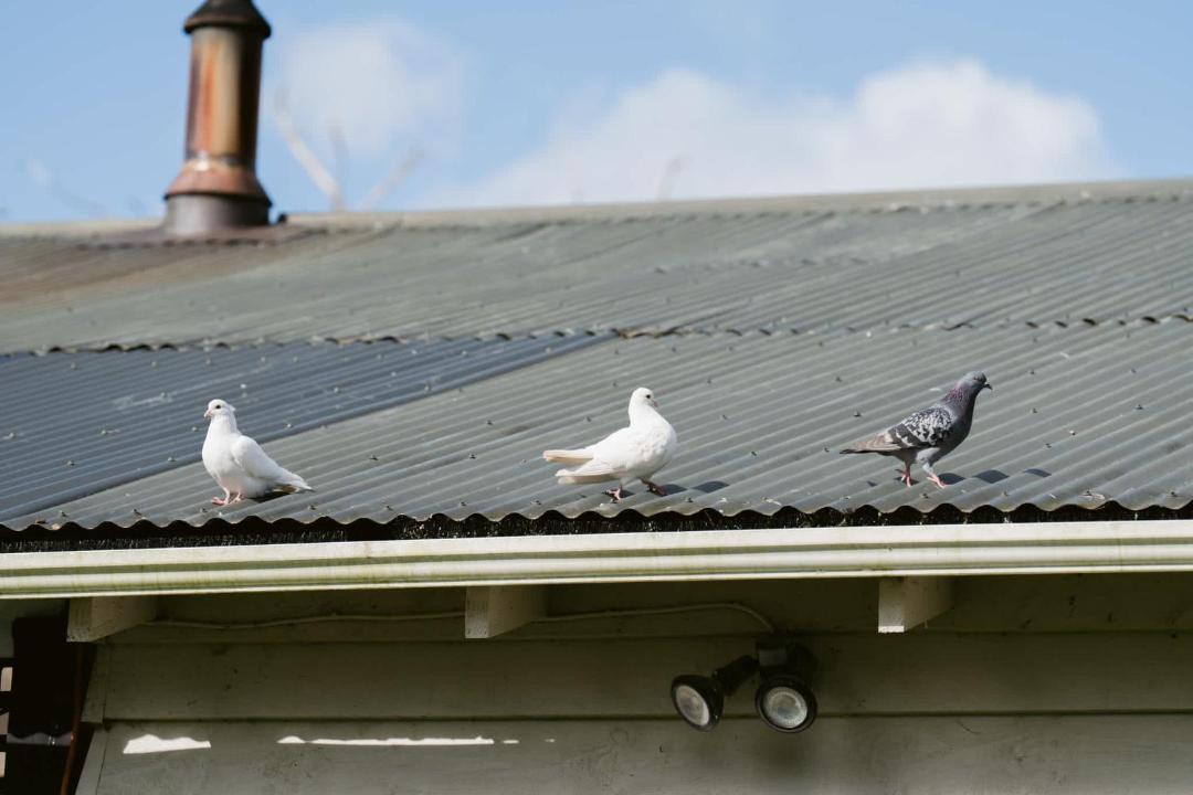 Photo of Others in Waihi