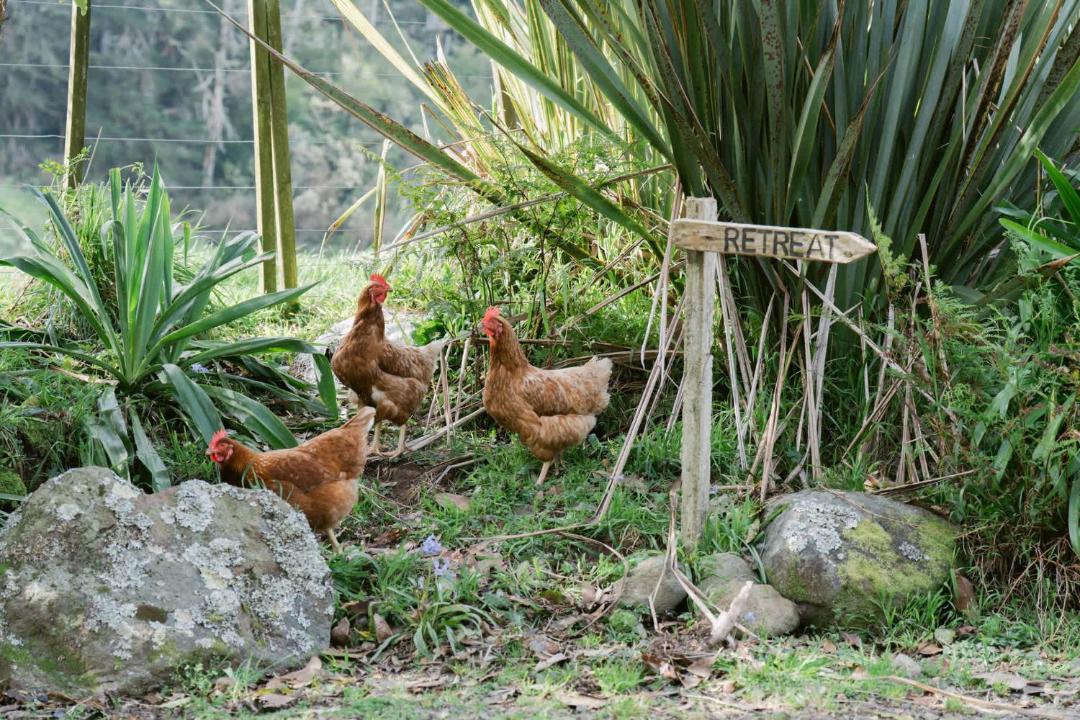 Photo of Others in Waihi