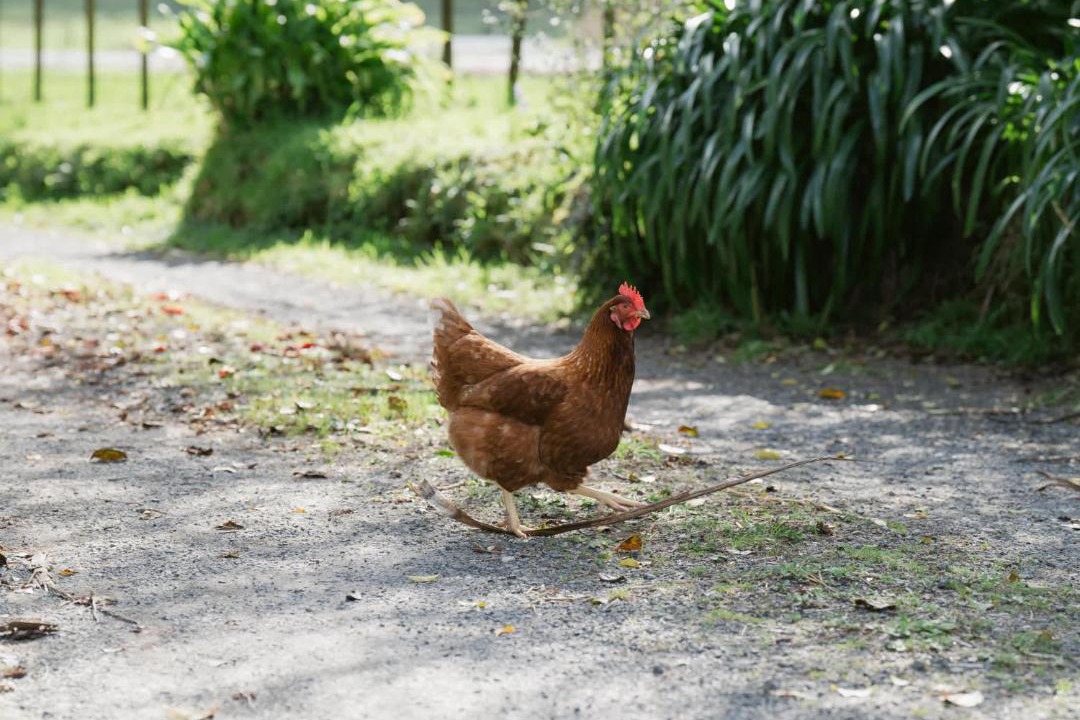 Photo of Others in Waihi