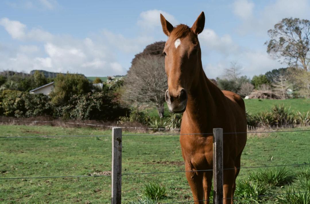 Photo of Others in Waihi