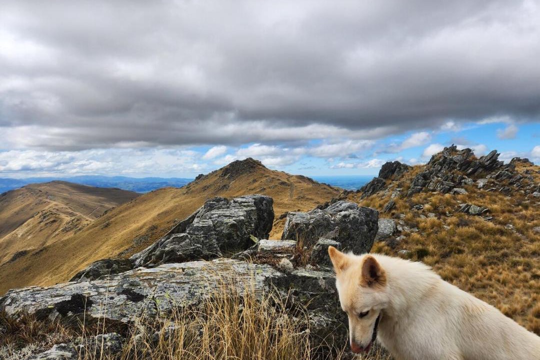 Photo of Others in Danseys Pass