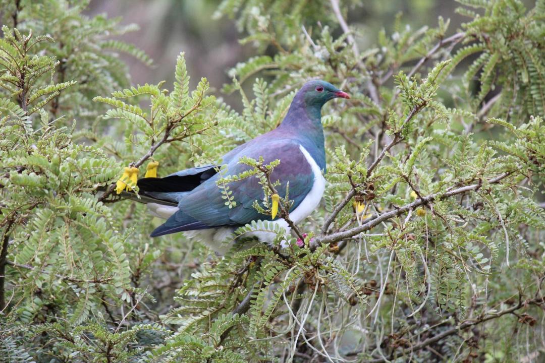 Photo of Others in Otatara
