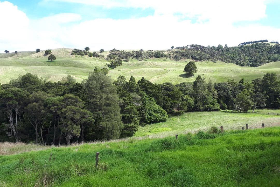 Photo of Others in Waimauku