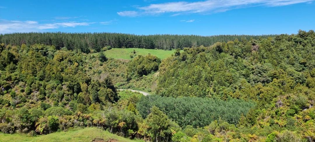 Photo of Others in Rotorua