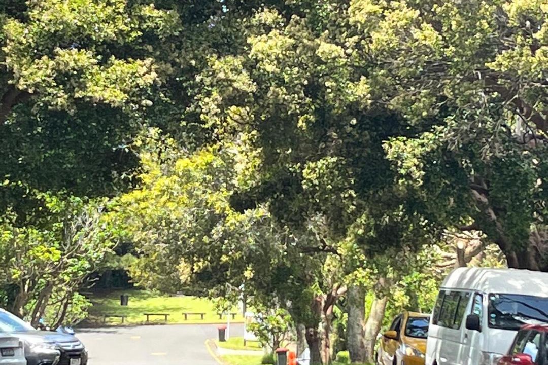 Photo of Others in Greenlane - Ellerslie