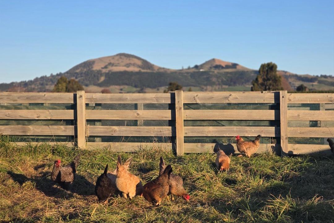 Photo of Others in Mosgiel
