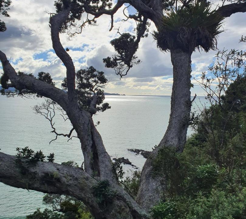 Photo of Others in Matapouri