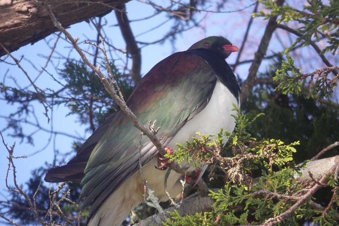 Photo of Others in Whitianga