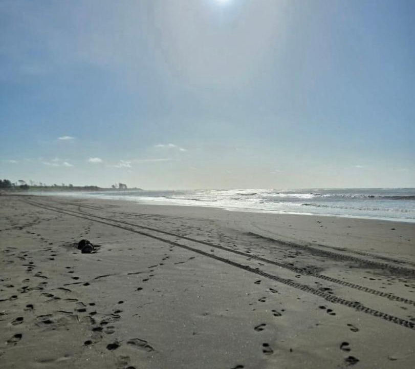 Photo of Others in Waitara