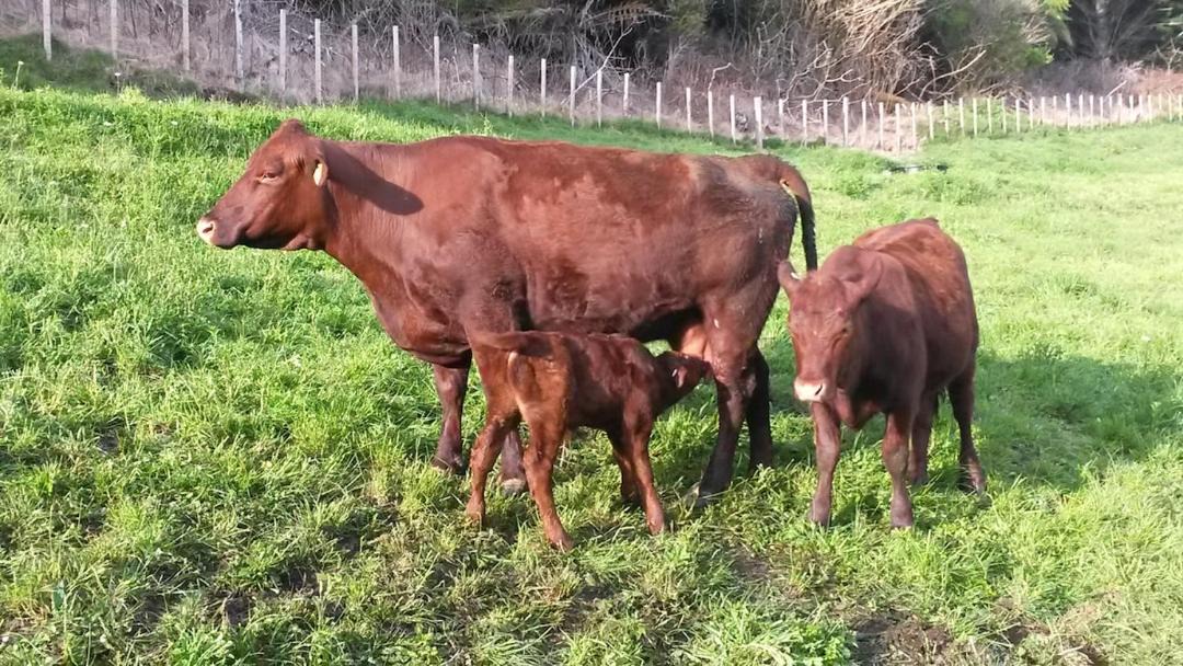 Photo of Others in Richmond Downs