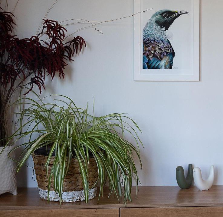 Photo of Others in Hokitika