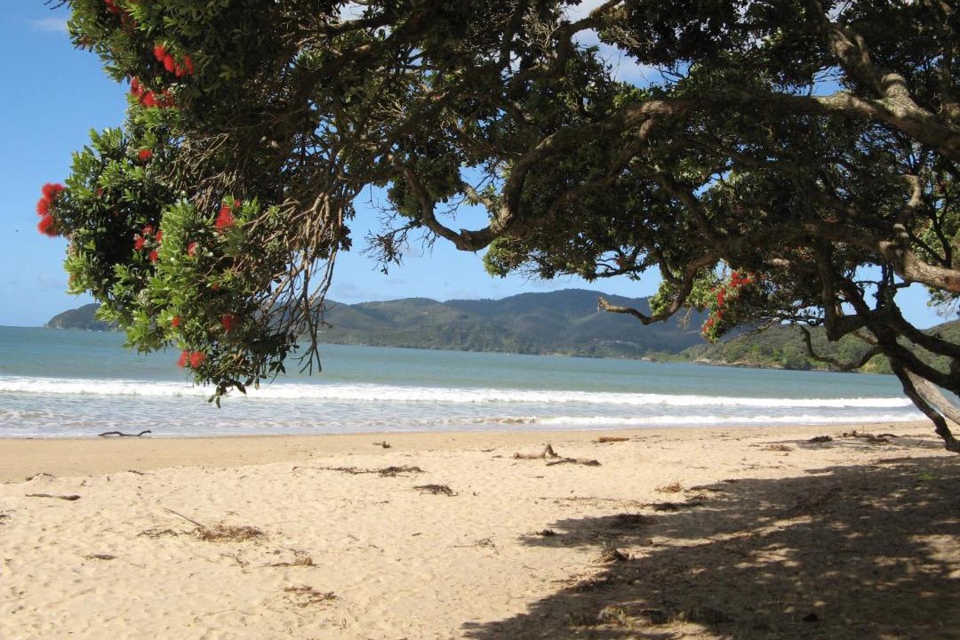 Photo of Others in Coopers Beach