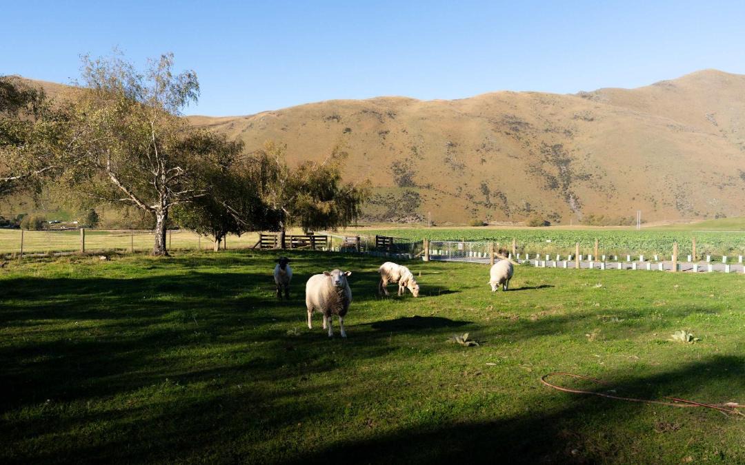 Photo of Others in Mackenzie Country