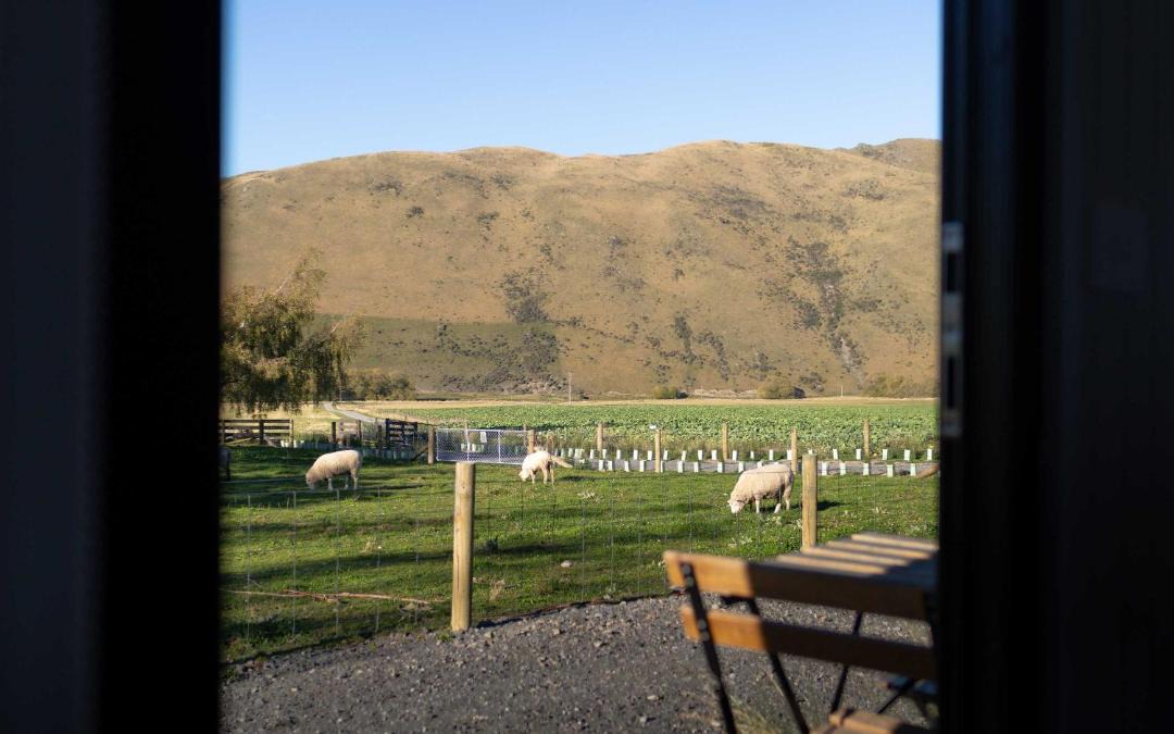 Photo of Others in Mackenzie Country