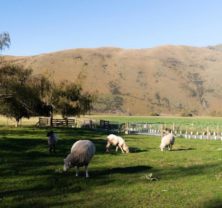 Photo of Others in Mackenzie Country