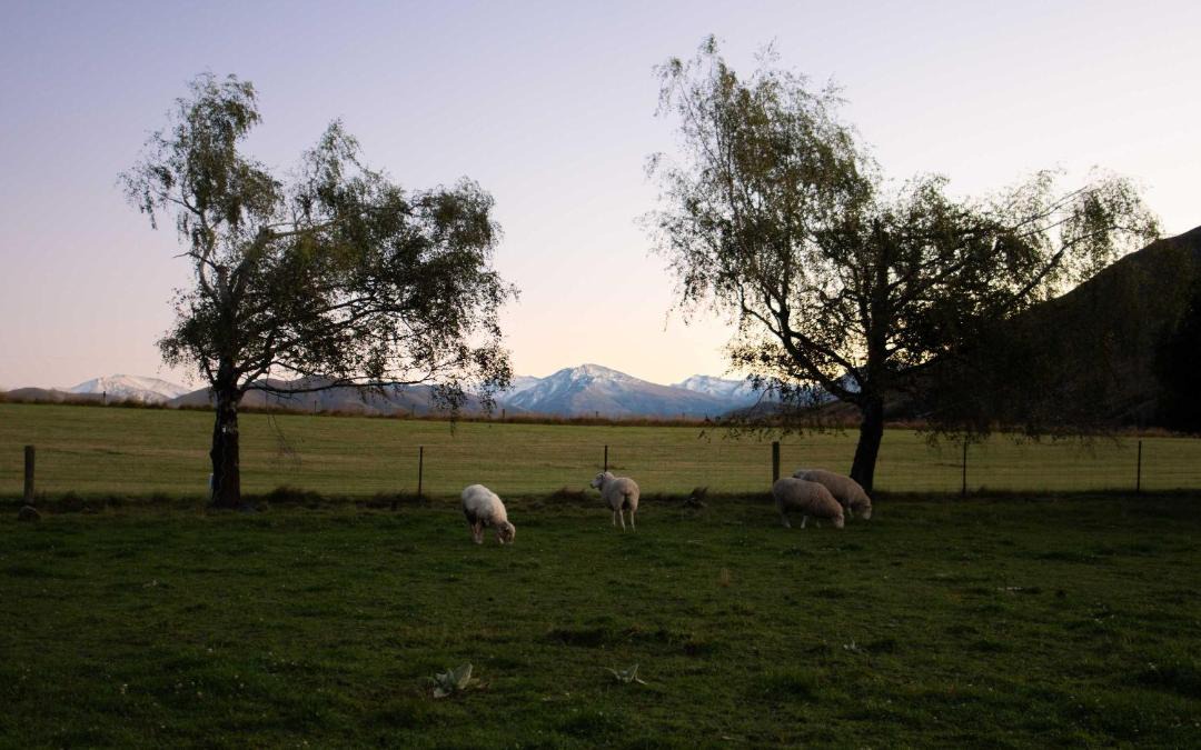 Photo of Others in Mackenzie Country