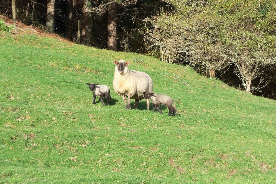 Photo of Others in Clevedon