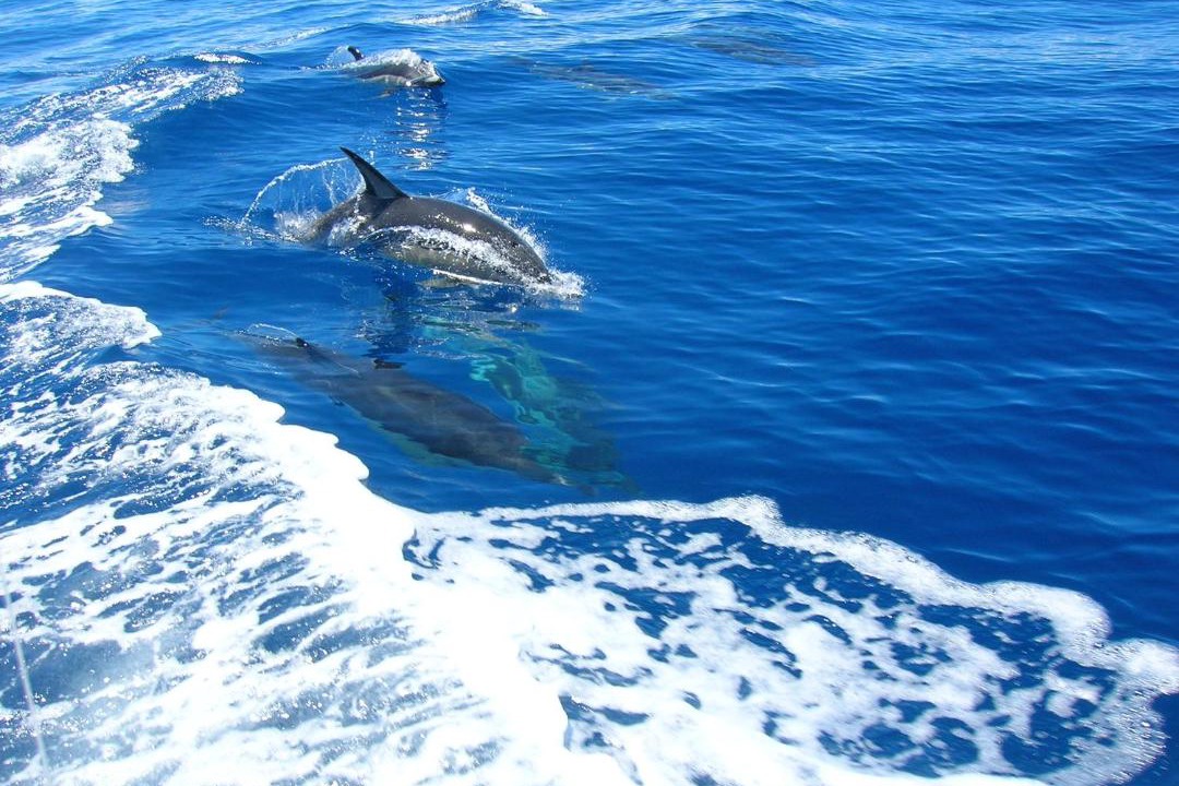 Photo of Others in Whakatane