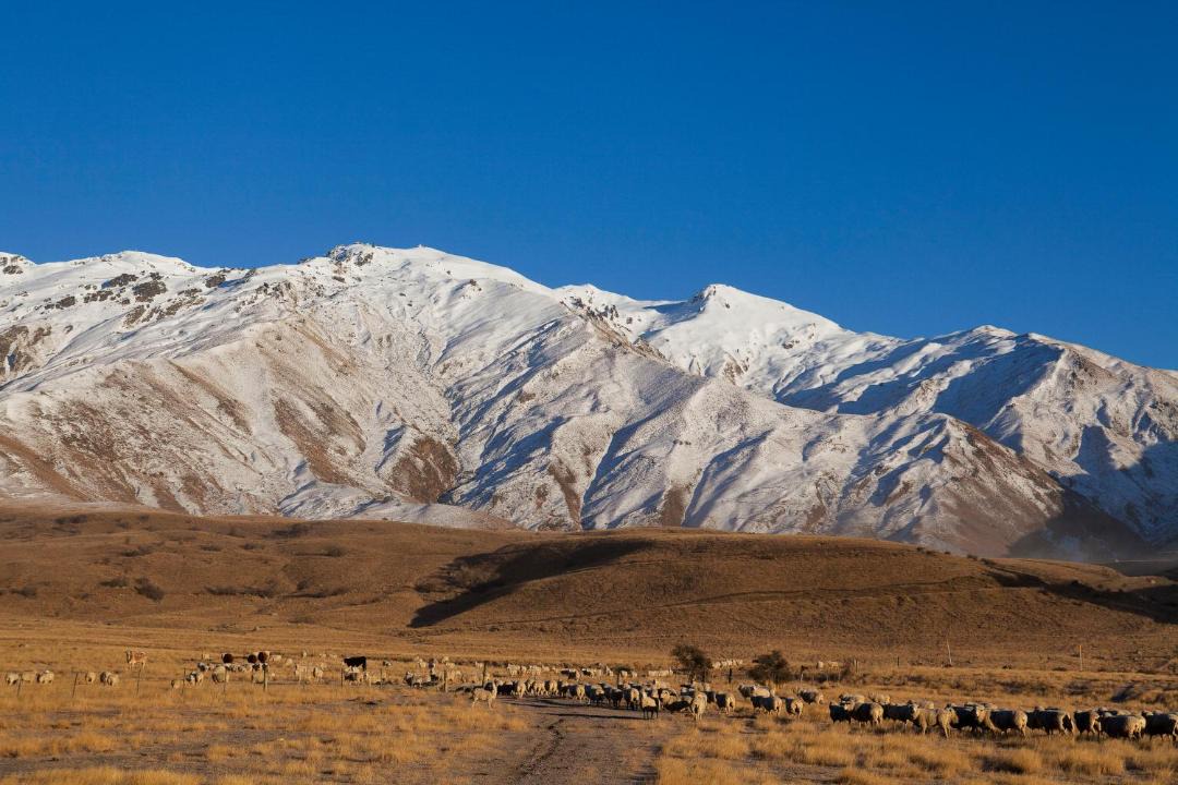 Photo of Others in Cardrona
