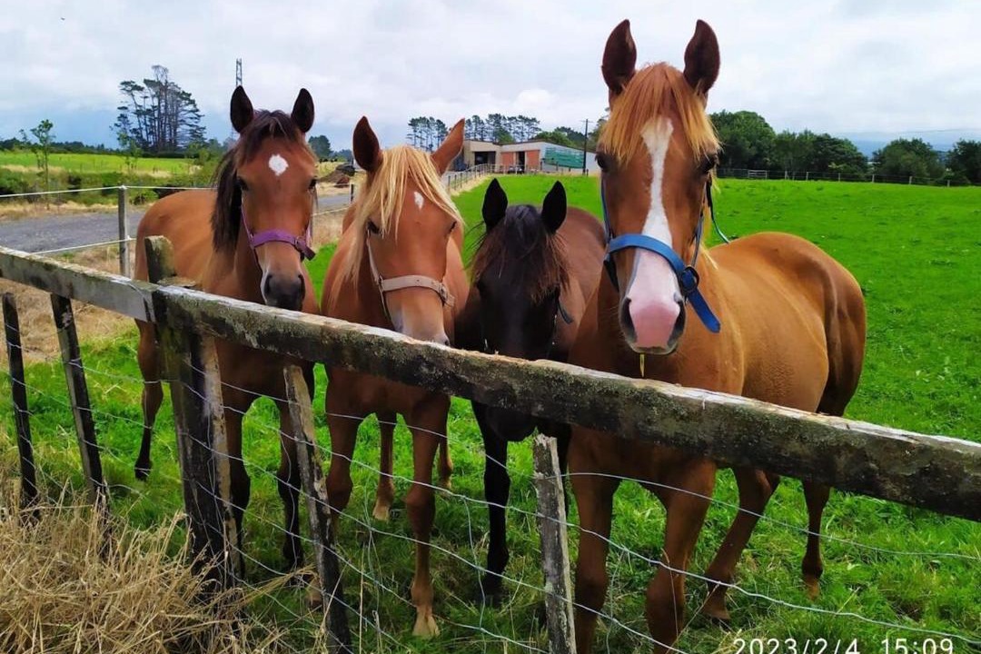 Photo of Others in Midhirst
