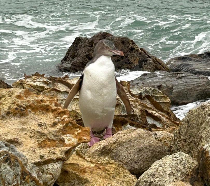Photo of Others in Dunedin