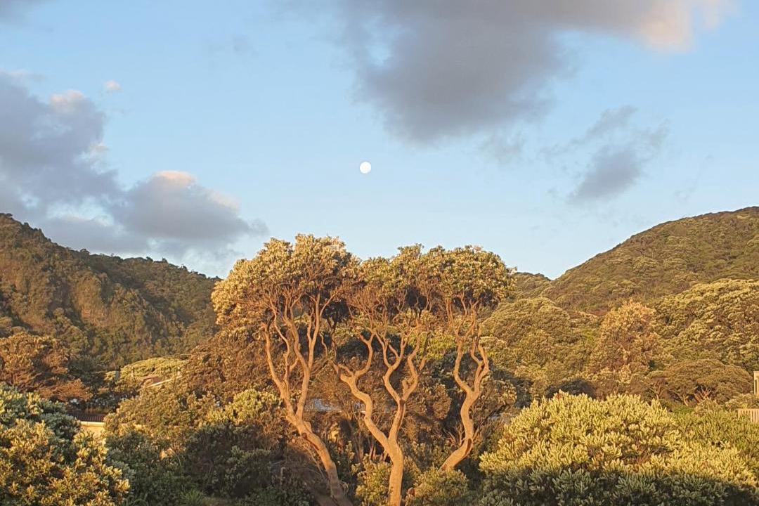 Photo of Others in Piha