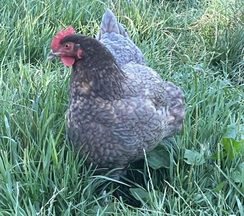 Photo of Others in Waihi