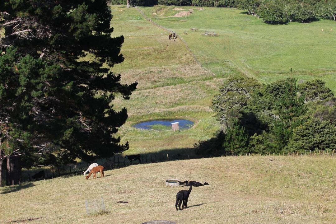 Photo of Others in Waimauku