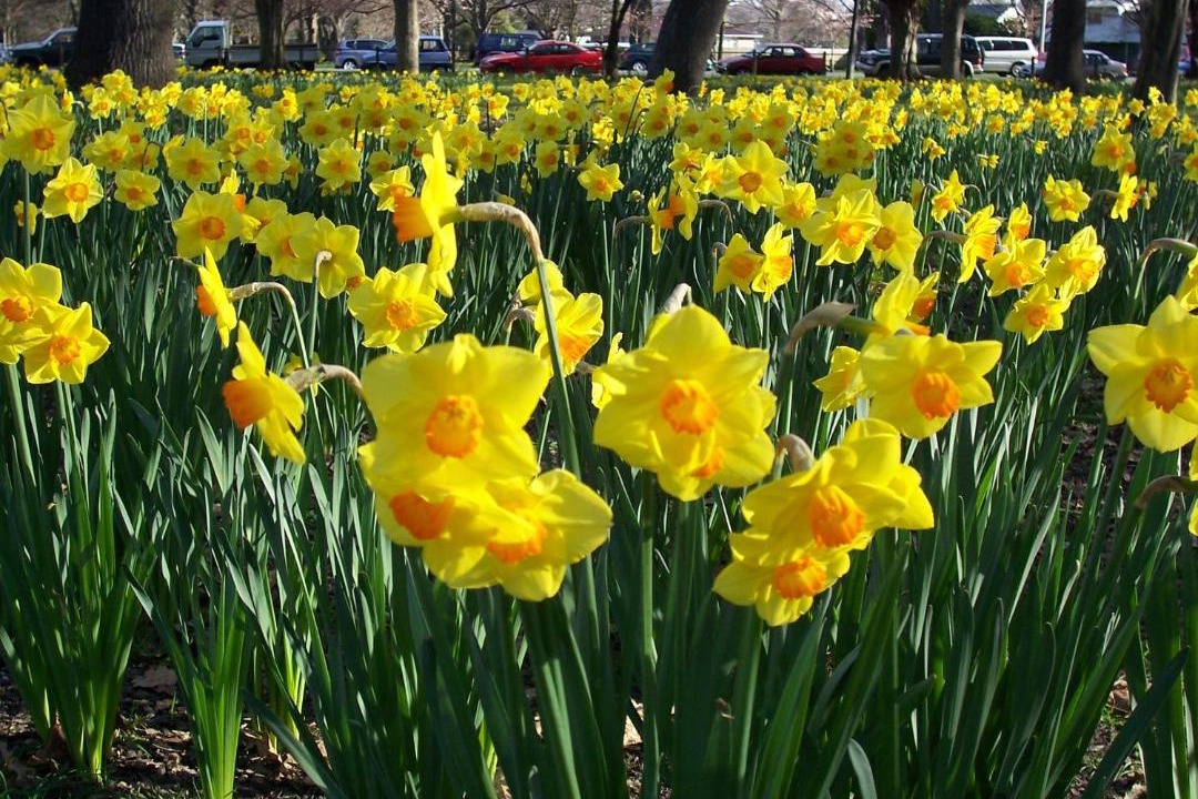 Photo of Others in Saint Albans