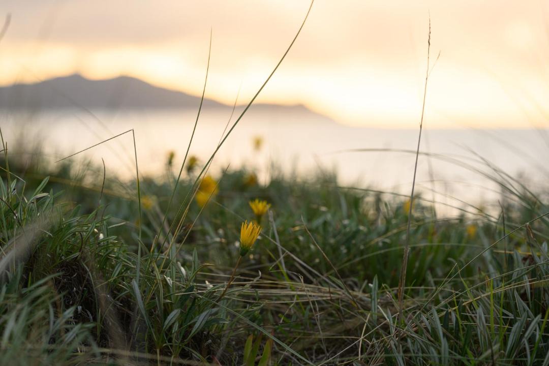 Photo of Others in Waikanae