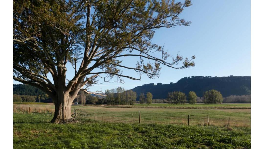 Photo of Others in Waimate District