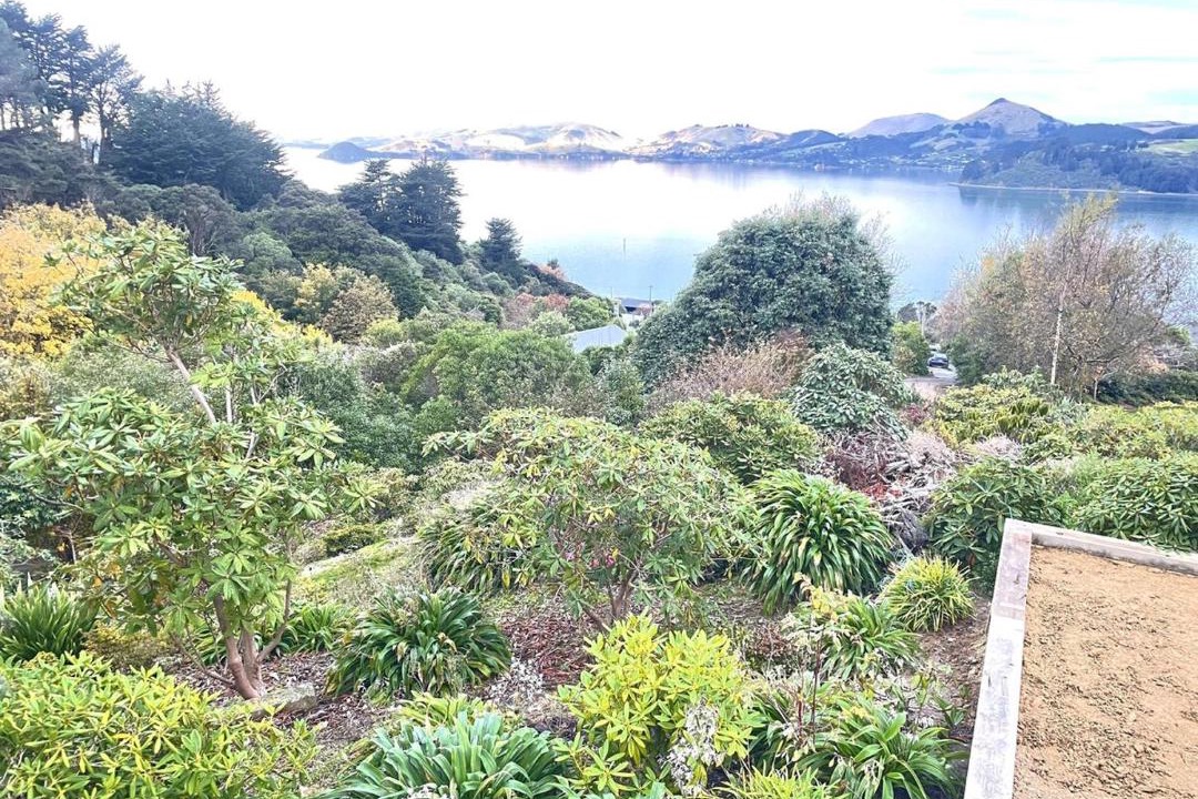 Photo of Others in Dunedin