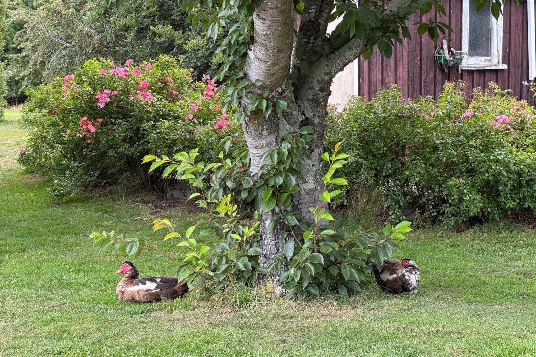 Photo of Others in West Melton