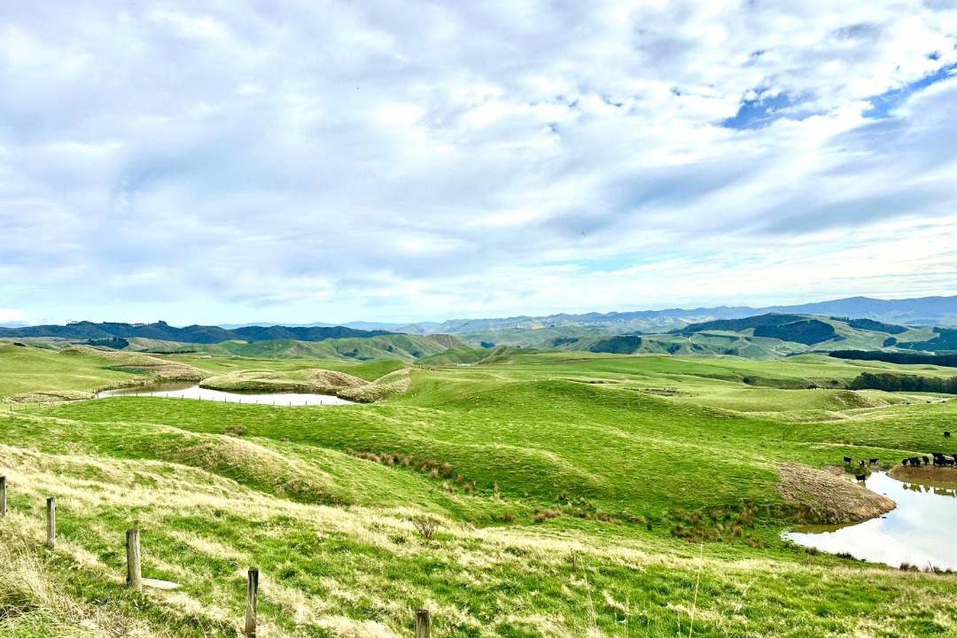 Photo of Others in Masterton District