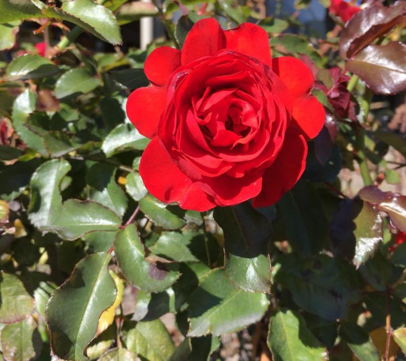 Photo of Outdoor in Timaru
