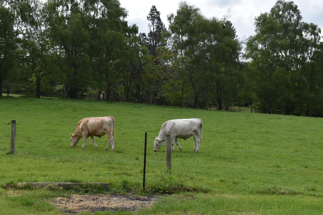 Photo of Others in Waimate