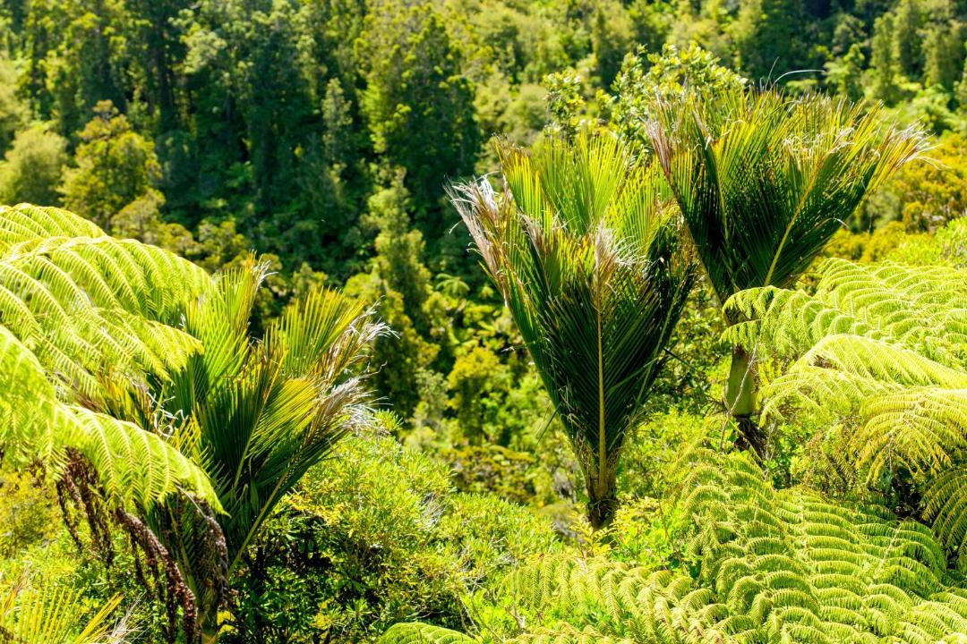 Photo of Others in Waiatarua