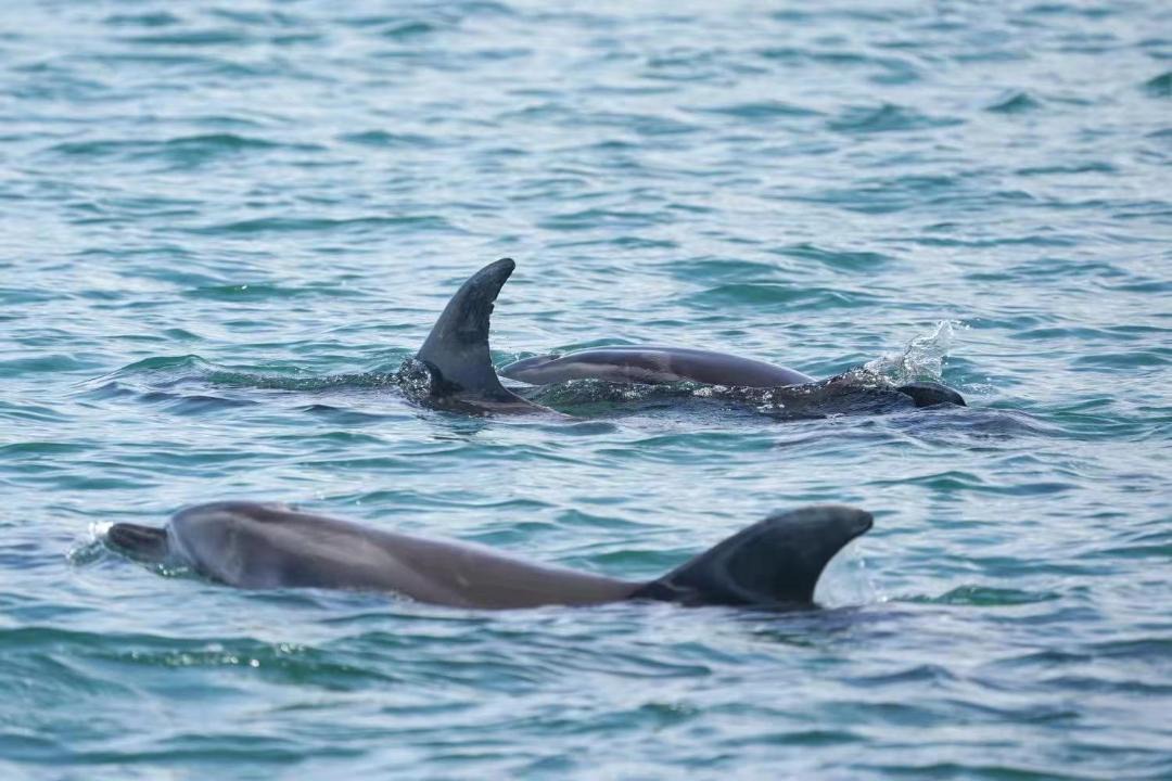 Photo of Others in Stanmore Bay