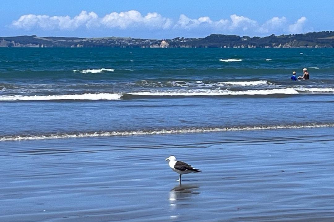 Photo of Others in Stanmore Bay